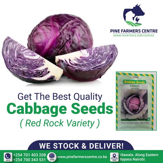 best quality Red Rock cabbage seeds