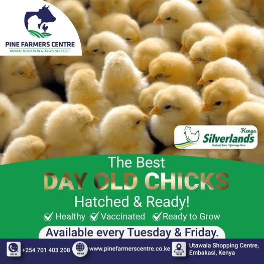 Best Day-Old Chicks – Healthy, Vaccinated & Ready to Grow
