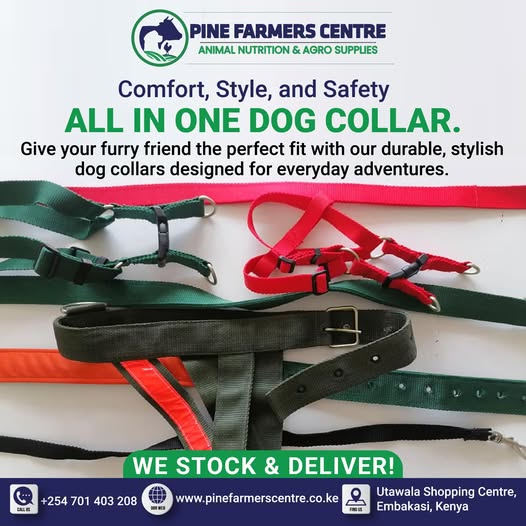 all-in-one dog collar