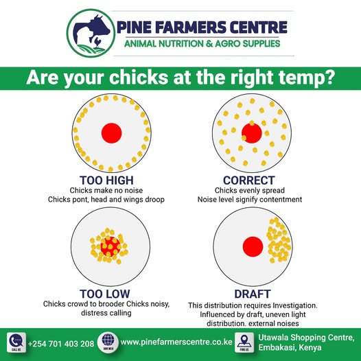 Are Your Chicks at the Right Temperature