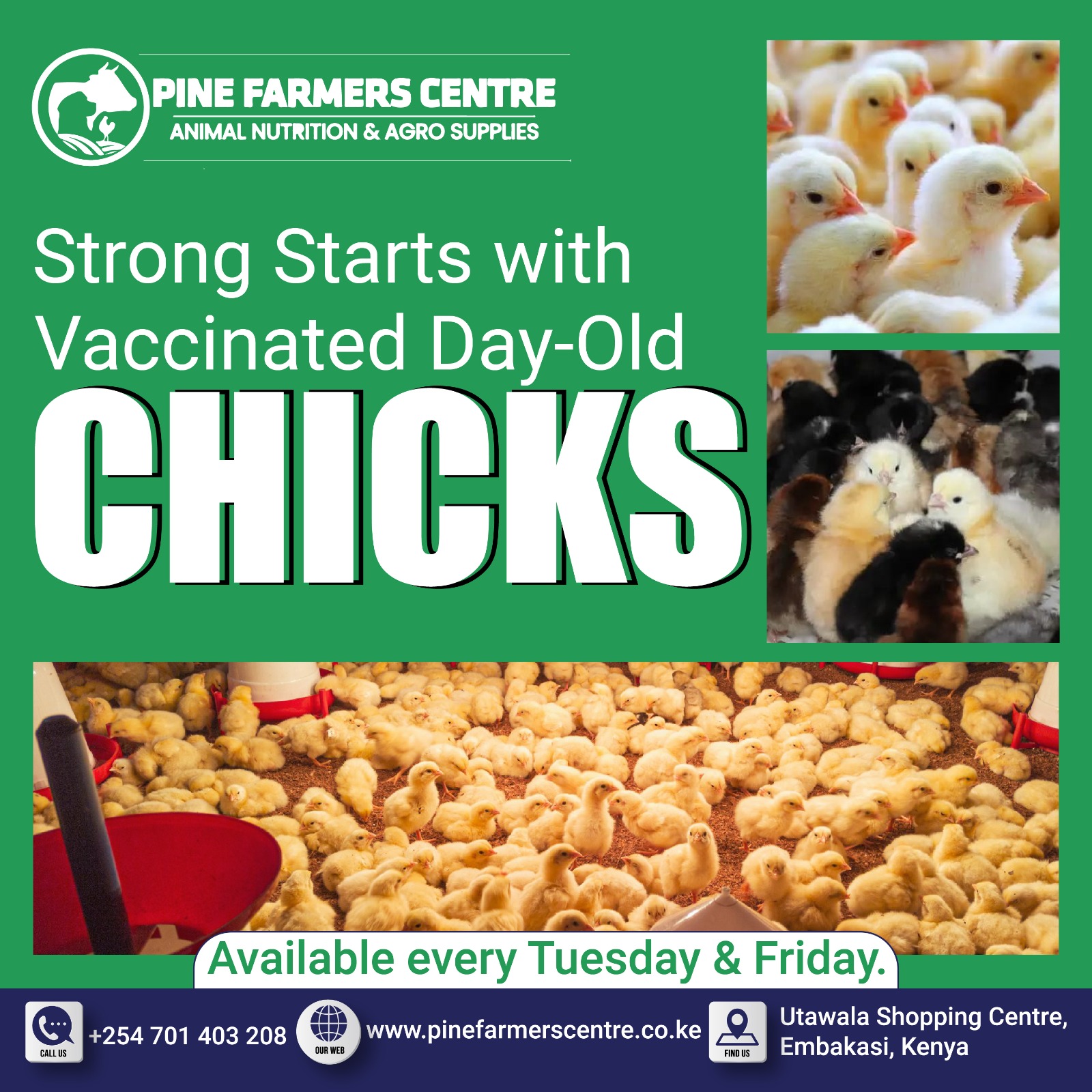 Healthy Day-Old Chicks for Successful Poultry Farming