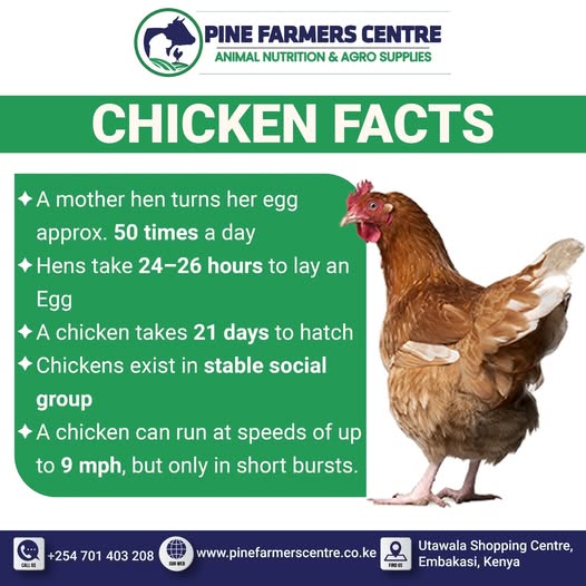 Strong Flocks Start with Quality Feed