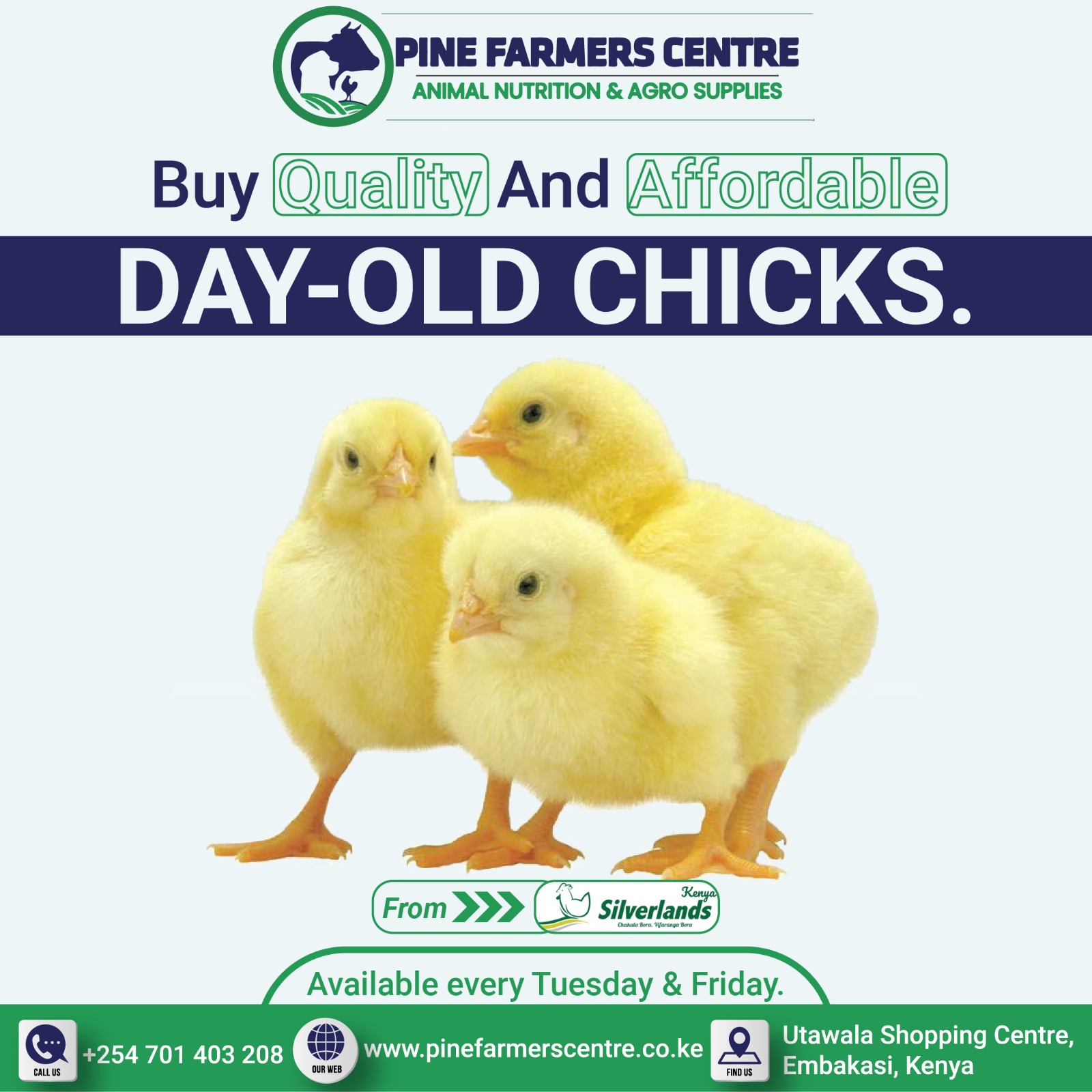 Boost Your Poultry Success with Quality Day-Old Chicks